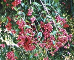 Riberry
