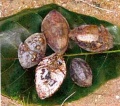 sealmond