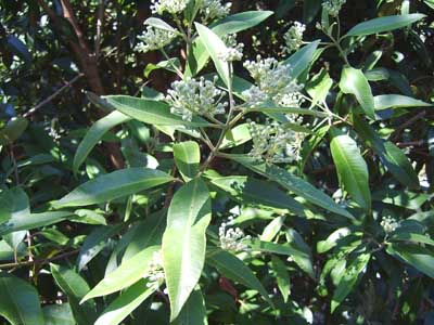 lemonmyrtle
