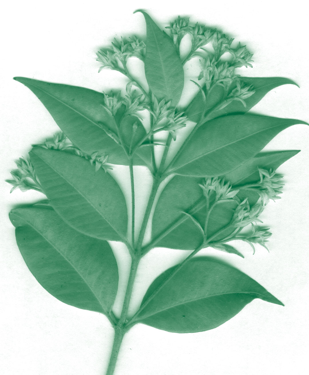 myrtifolia