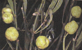 glauca