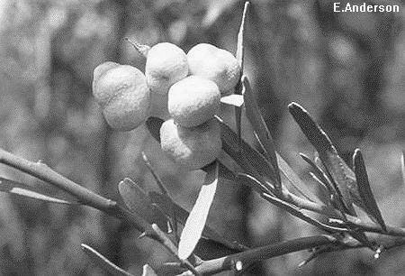 glauca