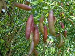 Fingerlime