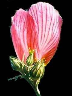 hibiscus