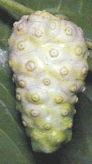 morinda