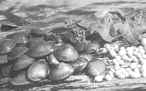 mussels