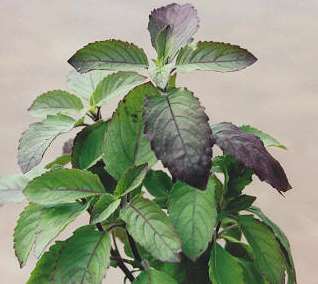 ocimum