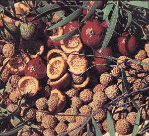 quandong