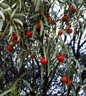quandong