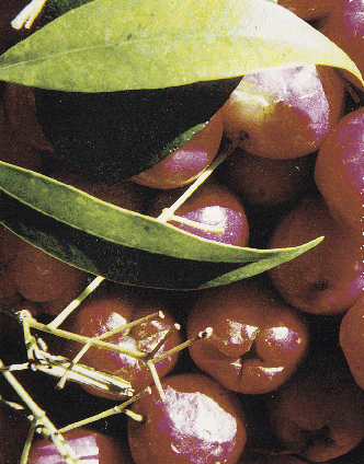 riberry