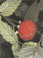 rubus